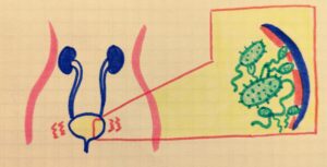 Scopri di più sull'articolo CISTITE POST-COITALE: come prevenirla e ritrovare la serenità?