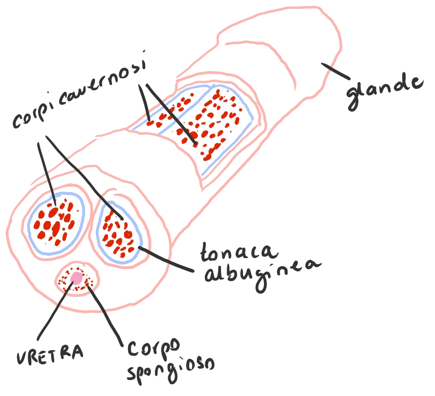 anatomia dei corpi cavernosi