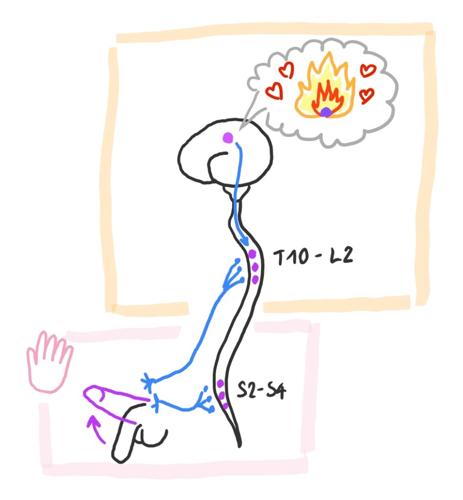 disegno stilizzato sulla rete nervosa che determina l'erezione
